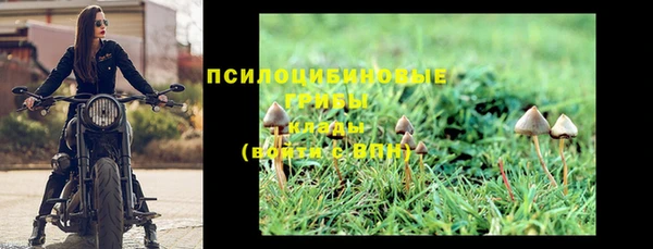 трава Белокуриха